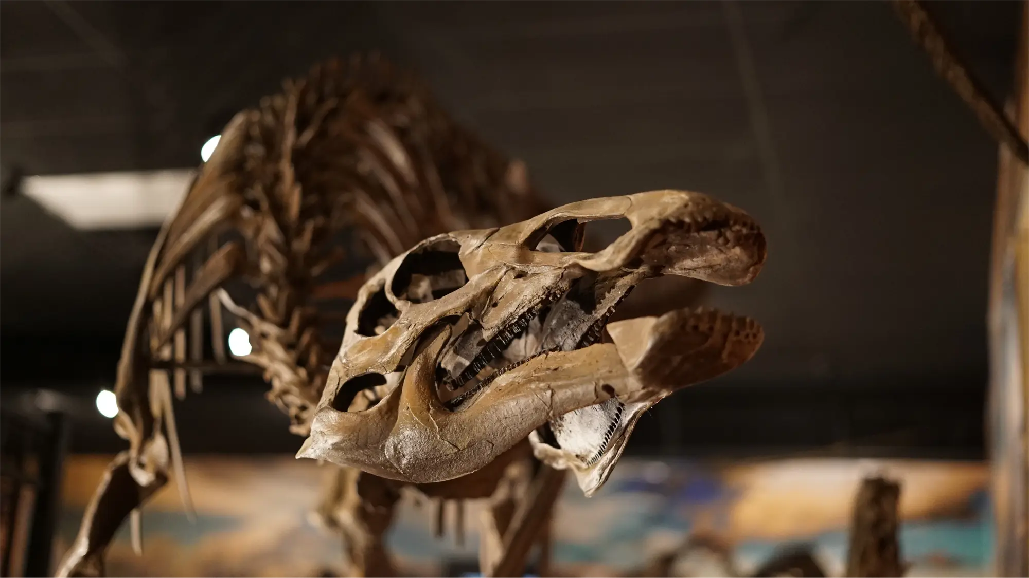 A dinosaur skeleton